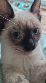 Photo №2 to announcement № 125374 for the sale of siamese cat - buy in Germany private announcement, from nursery