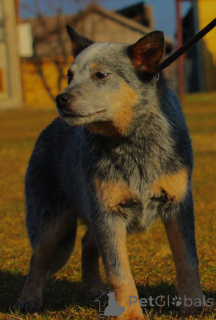 Photo №3. Australian Cattle Dog Puppies for Sale Male & Female. Serbia