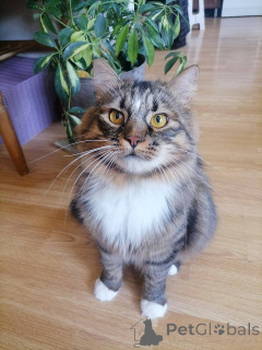 Photo №4. I will sell  in the city of Minsk. private announcement - price - Is free