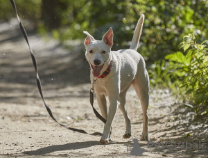 Additional photos: Snow-white Leila is looking for a home.