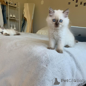 Photo №4. I will sell ragamuffin cat in the city of Beverweg. private announcement - price - 609$