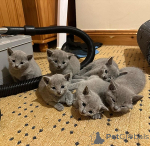 Photo №1. russian blue - for sale in the city of Cologne | 258$ | Announcement № 155932