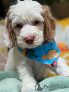 Photo №2 to announcement № 156279 for the sale of labradoodle - buy in Luxembourg private announcement