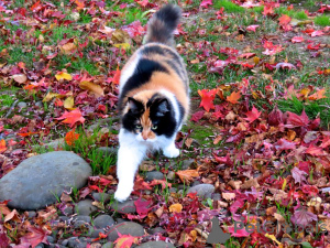 Photo №1. maine coon - for sale in the city of North | negotiated | Announcement № 139214