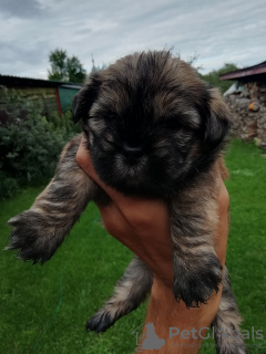 Photo №4. I will sell shih tzu in the city of Tallinn. private announcement, from nursery, breeder - price - 475$