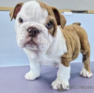 Photo №2 to announcement № 157800 for the sale of english bulldog - buy in Germany from the shelter, breeder