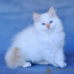 Photo №2 to announcement № 156687 for the sale of siberian cat - buy in Belgium 