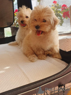 Photo №3. Maltipoo puppies. Serbia