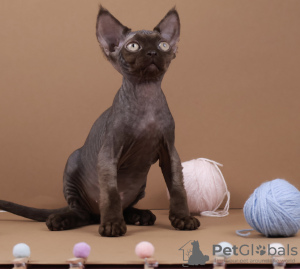 Photo №1. devon rex - for sale in the city of Dusseldorf | 1374$ | Announcement № 125555