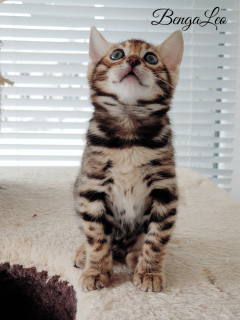 Photo №4. I will sell bengal cat in the city of Cherkasy. private announcement, from nursery - price - 792$