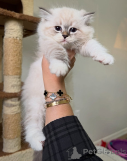Photo №2 to announcement № 160243 for the sale of siberian cat - buy in Sweden private announcement