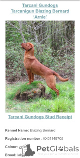 Photo №2 to announcement № 166833 for the sale of labrador retriever - buy in United Kingdom breeder