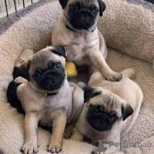 Photo №1. pug - for sale in the city of Warsaw | 826$ | Announcement № 167701