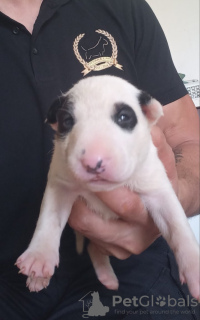 Additional photos: Standard bull terrier puppies