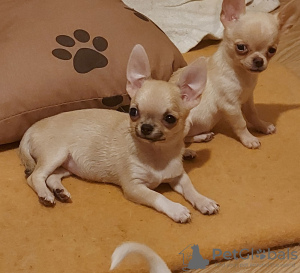 Additional photos: Chihuahua mini and super mini