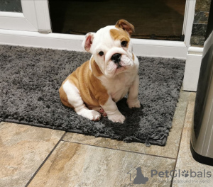 Photo №1. english bulldog - for sale in the city of Bad Mergentheim | 423$ | Announcement № 114191