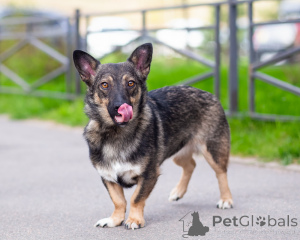 Photo №2 to announcement № 163728 for the sale of non-pedigree dogs - buy in Russian Federation private announcement