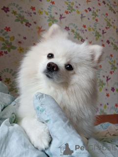 Photo №2 to announcement № 43100 for the sale of pomeranian - buy in Spain private announcement