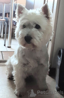 Photo №2 to announcement № 78212 for the sale of west highland white terrier - buy in Latvia private announcement