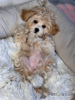 Photo №1. maltipu - for sale in the city of Ilili | negotiated | Announcement № 146117