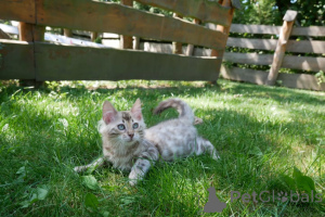 Photo №1. bengal cat - for sale in the city of Mainz | negotiated | Announcement № 174894
