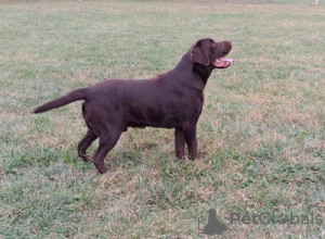 Additional photos: Labrador ready to mate