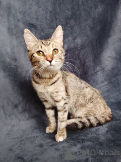 Photo №4. I will sell  in the city of Moscow river. private announcement - price - Is free