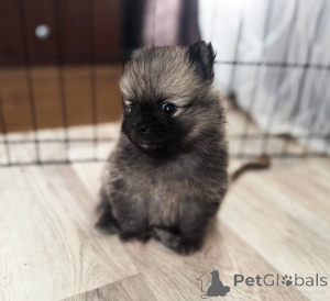 Photo №1. german spitz - for sale in the city of Haifa | negotiated | Announcement № 155101