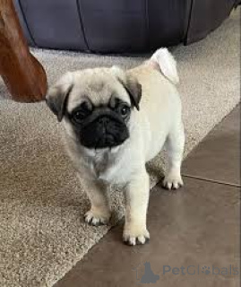 Photo №2 to announcement № 164161 for the sale of pug - buy in Belgium private announcement, breeder