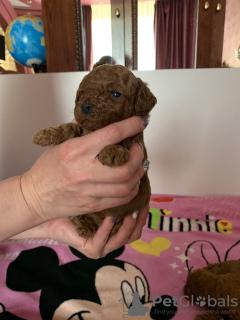 Photo №4. I will sell poodle (toy) in the city of Афины. private announcement - price - negotiated