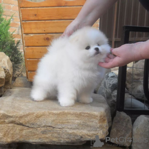 Additional photos: pomeranian