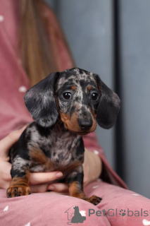 Photo №2 to announcement № 138806 for the sale of non-pedigree dogs - buy in United Kingdom breeder