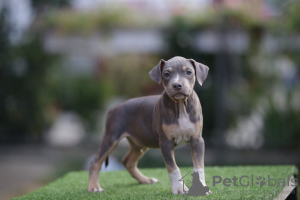 Additional photos: American Pitbull Terrier