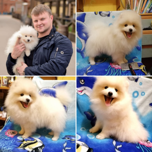 Photo №1. pomeranian - for sale in the city of Tula | 470$ | Announcement № 3872