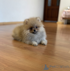 Photo №3. Boy Pomeranian Spitz, Like. Russian Federation