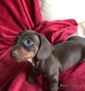 Photo №1. dachshund - for sale in the city of Prague | Is free | Announcement № 124140