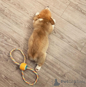 Photo №3. Male Pembroke Welsh Corgi Puppy. Germany