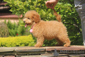 Photo №2 to announcement № 86487 for the sale of poodle (toy) - buy in Russian Federation from nursery, breeder