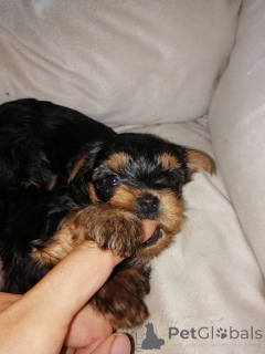 Photo №2 to announcement № 139535 for the sale of beaver yorkshire terrier, yorkshire terrier - buy in Estonia private announcement, breeder