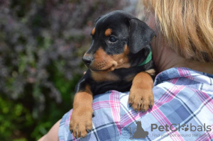Photo №2 to announcement № 56095 for the sale of german pinscher - buy in Poland from nursery, breeder