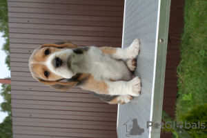 Photo №3. beagle puppies. Russian Federation