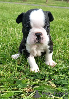 Photo №3. Adorable Boston Terrier Puppies for free adoption. Germany