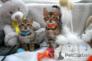 Photo №4. I will sell bengal cat in the city of Cologne. breeder - price - 333$