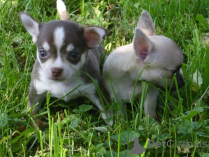 Photo №1. chihuahua - for sale in the city of Sydney | 500$ | Announcement № 10863