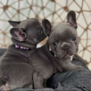 Photo №1. french bulldog - for sale in the city of Sydney | Is free | Announcement № 89739
