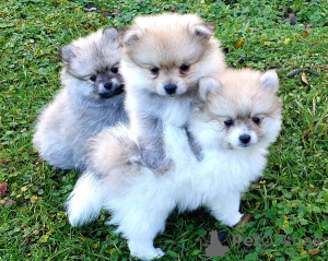 Photo №1. pomeranian - for sale in the city of Dubai | negotiated | Announcement № 35341
