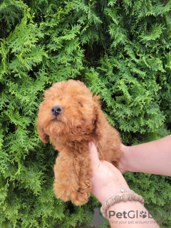 Photo №2 to announcement № 97711 for the sale of poodle (toy) - buy in Serbia breeder