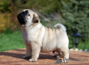 Photo №2 to announcement № 17286 for the sale of pug - buy in Australia 