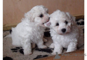 Photo №1. bichon frise - for sale in the city of Augustdorf | 465$ | Announcement № 169417
