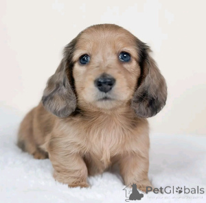 Photo №1. dachshund - for sale in the city of Berlin | 471$ | Announcement № 137583